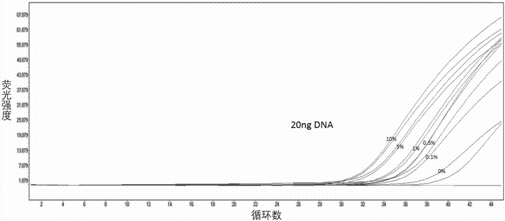 BRAF基因V600E突變的熒光定量檢測引物和探針的制造方法與工藝