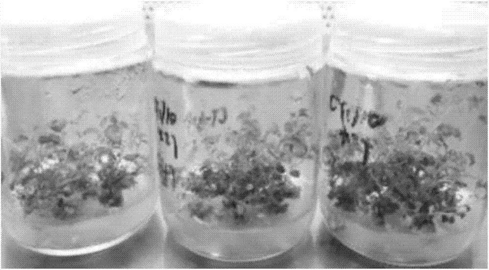 一种刺榆组培苗继代培养方法与流程