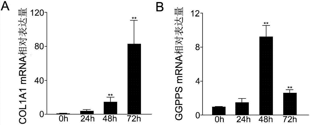 肝損傷治療的靶點和藥物的制造方法與工藝