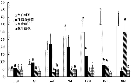 酸模屬雜草防治十字花科蔬菜葉甲類害蟲的方法與流程