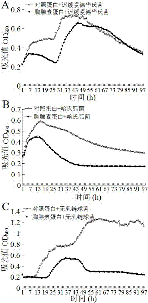 一種卵形鯧鲹β?胸腺素及其應(yīng)用的制造方法與工藝