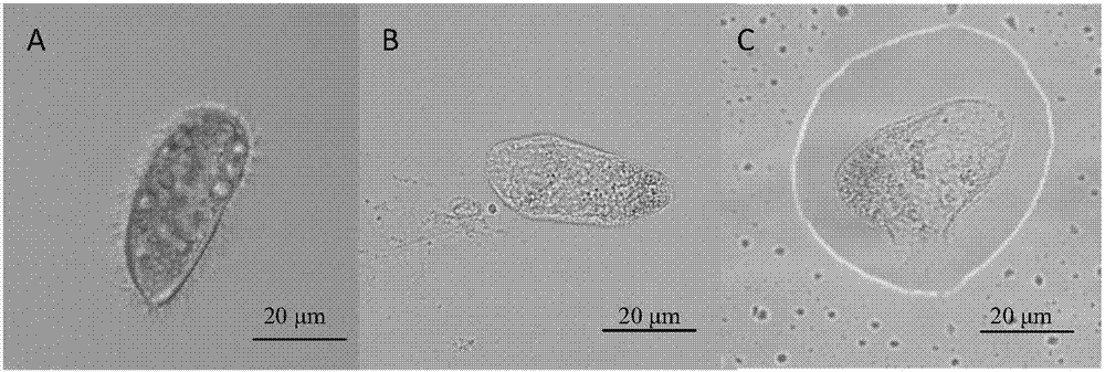 羟基自由基防治水产养殖动物刺激隐核虫病害方法与系统与流程