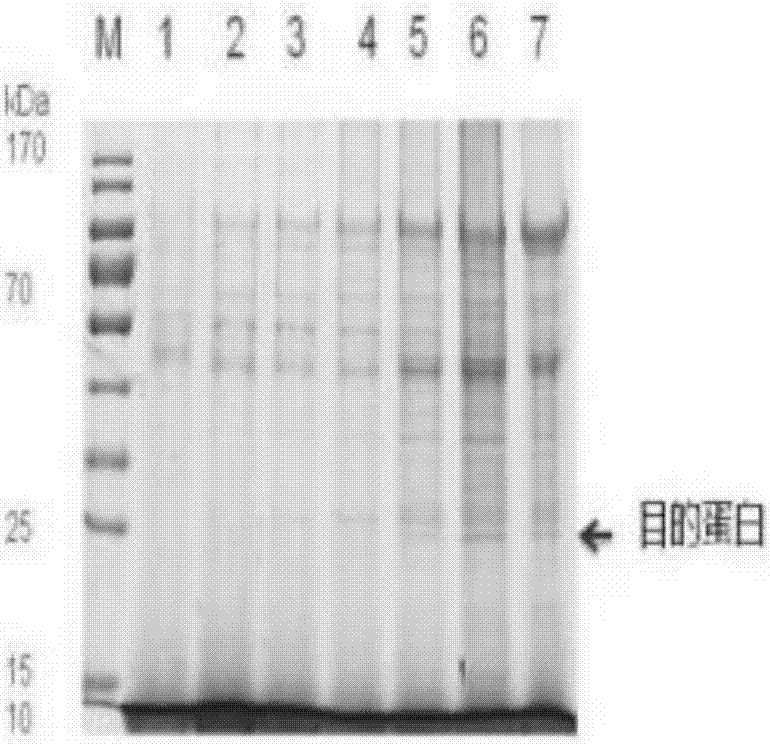 皱纹盘鲍硫氧还蛋白过氧化酶及其制备方法和应用与流程