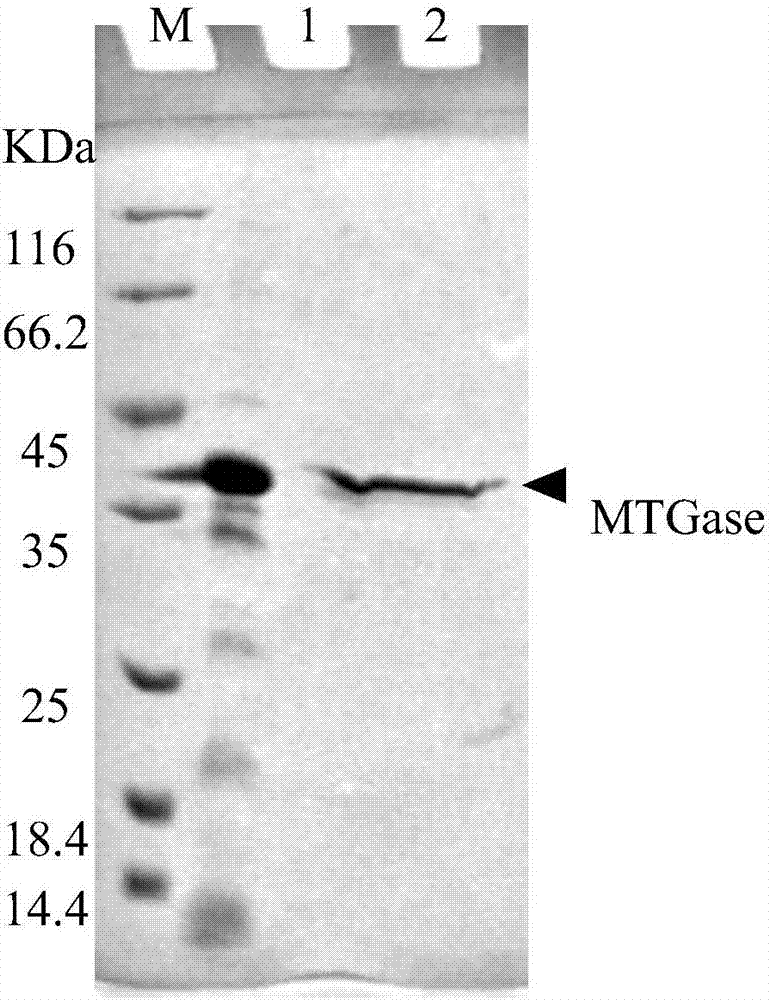 一种MTGase粗酶的纯化方法与流程