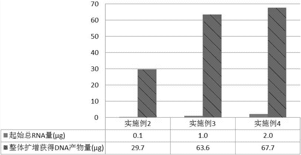 一種mRNA的正義鏈的整體擴增方法與流程