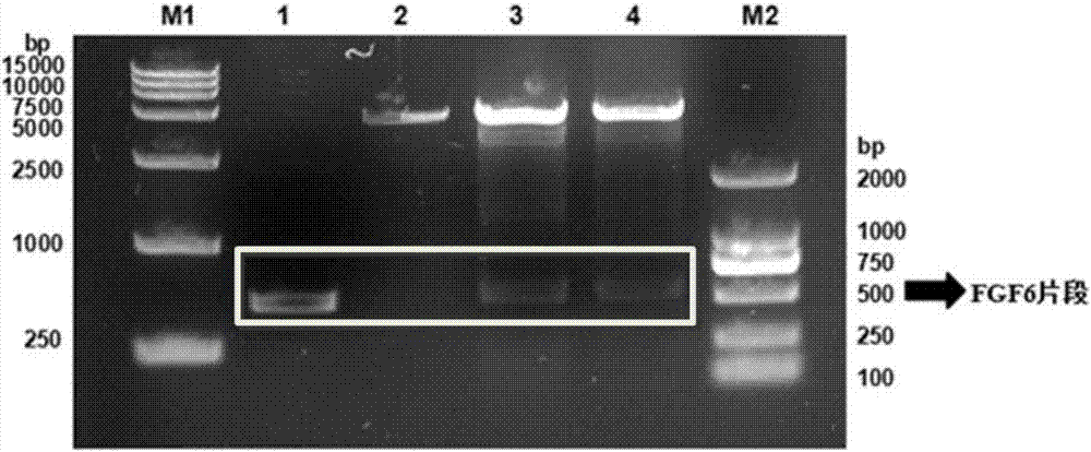 一种编码rhFGF‑6的核酸片段、表达载体、宿主细胞、生产方法及应用与流程