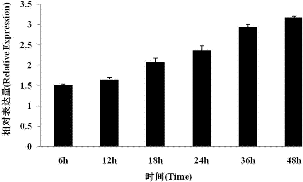 一种花生转录因子AhJ11‑FAR1‑5基因的克隆及功能表达方法与流程