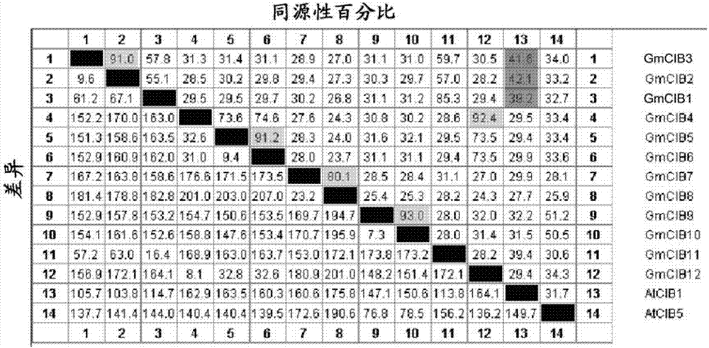 大豆GmCIB1基因和GmCRY2基因及其調(diào)控開花及衰老的作用的制造方法與工藝