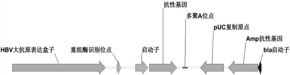 一种乙肝病毒表面抗原基因与表达载体及细胞株的制造方法与工艺