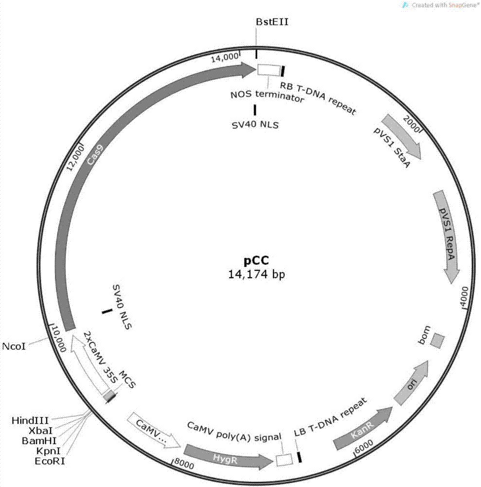 一种应用于植物上的CRISPR/Cas9载体的构建方法与流程