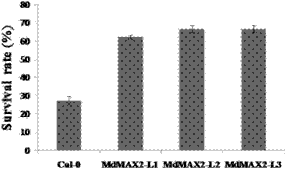 MdMAX2基因在提高植物抗逆性中的應(yīng)用的制造方法與工藝