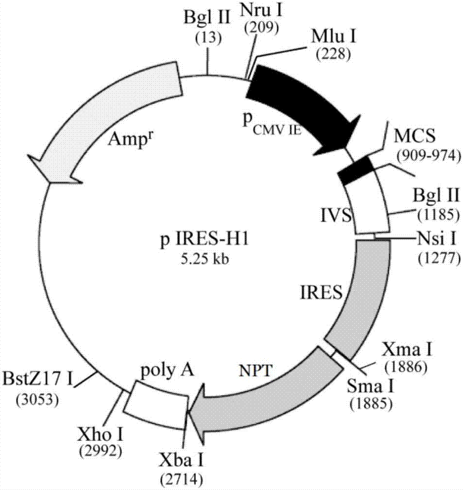 一种适合HEK293细胞的双顺反子表达载体及其制备方法、表达系统、应用与流程