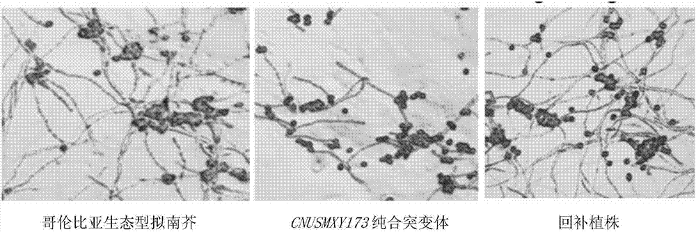 植物生長發(fā)育相關(guān)蛋白CNUSMXY173及其編碼基因和應(yīng)用的制造方法與工藝