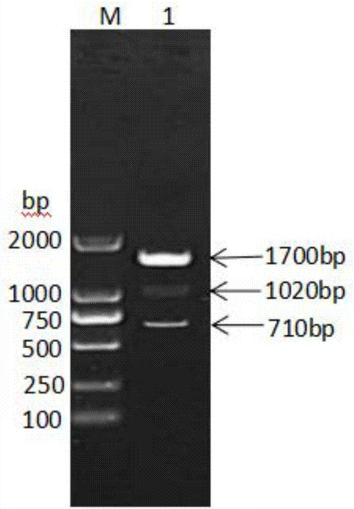 一种由猪白细胞介素2、猪干扰素γ和猪干扰素α组成的融合蛋白及其制备方法与流程