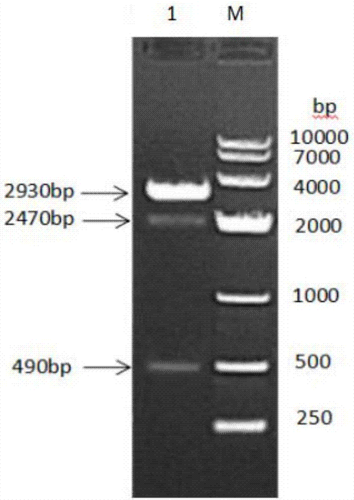 羊白蛋白‑干扰素τ‑白介素2融合蛋白、制备方法及其编码基因、一种羊长效干扰素与流程