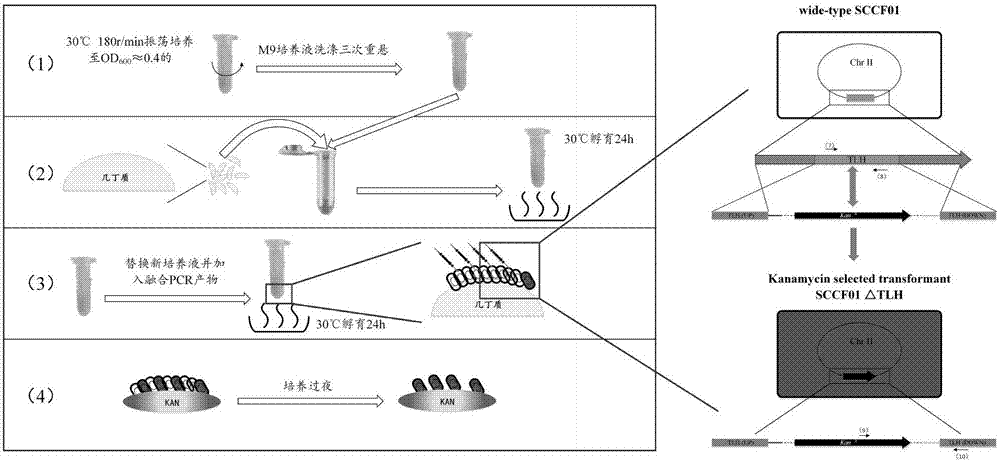 一種基于自然轉(zhuǎn)化的擬態(tài)弧菌高效遺傳重組方法及應(yīng)用與流程