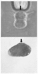 豬2細(xì)胞胚胎體積的測(cè)量方法與流程