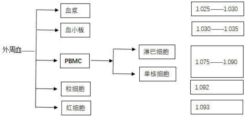 外周血單個核細胞的分離方法與流程