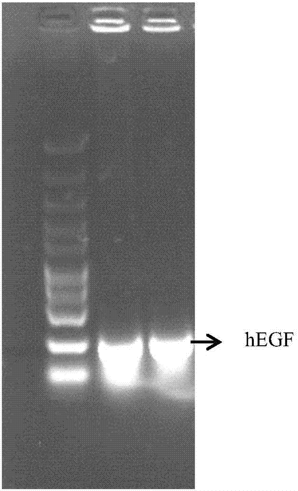 人表皮生长因子hEGF基因优化序列及其制备方法和应用与流程