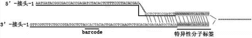 检测异源cfDNA的SNP分子标记及检测方法、用途与流程