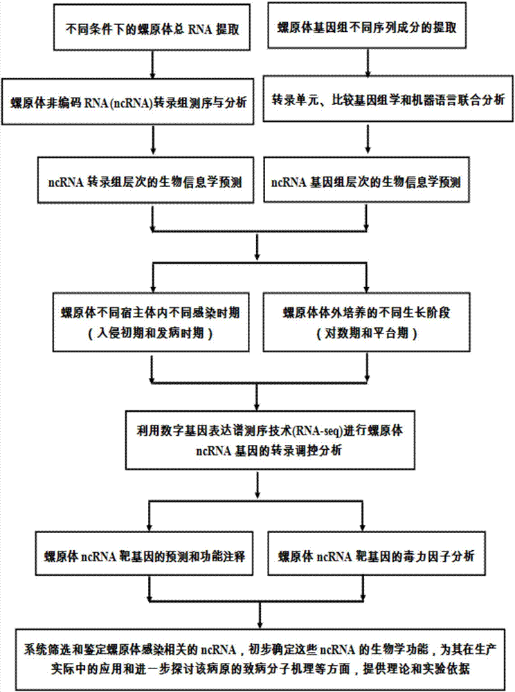 一種與螺原體感染相關的非編碼RNA的鑒定方法、非編碼RNA及其應用與流程