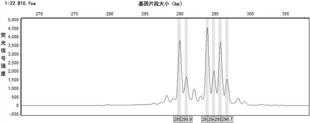 一種四倍體北沙柳無性系品種的EST?SSR鑒定引物、指紋圖譜及其構(gòu)建方法和應(yīng)用與流程