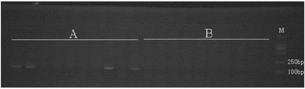 一种快速检测Q烟粉虱体内共生菌Cardinium的引物及方法与流程