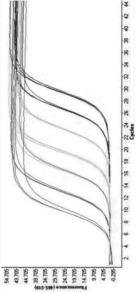 用于檢測(cè)RhD mRNA剪接體的PCR引物組合、試劑盒及實(shí)時(shí)熒光定量檢測(cè)方法與流程