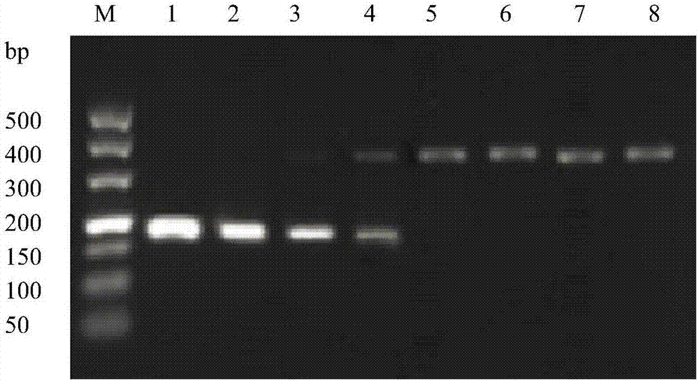 基于RPA‑IAC技术筛查南方菜豆花叶病毒的方法、RPA‑IAC引物及试剂盒与流程