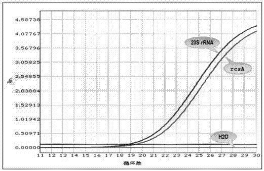 一種建立快速檢測(cè)呼吸道樣本中肺炎克雷伯菌三重qPCR方法與流程