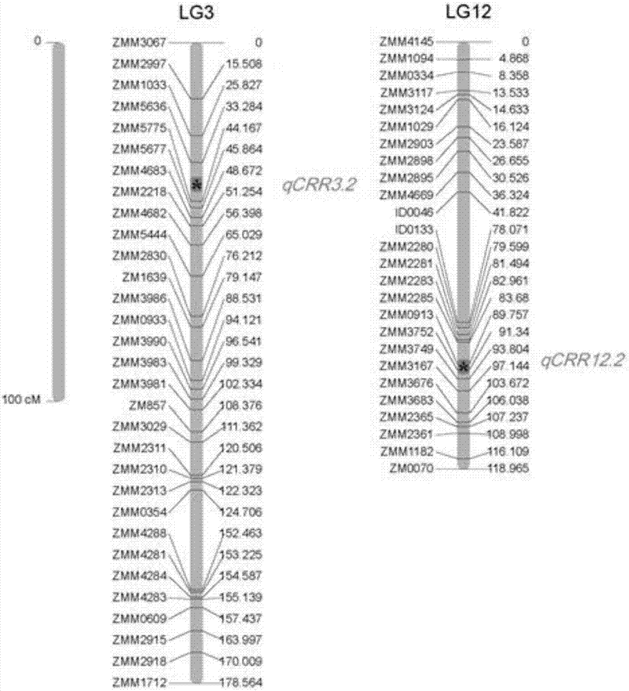 與芝麻抗莖點(diǎn)枯病主效基因位點(diǎn)緊密連鎖的SSR分子標(biāo)記及應(yīng)用的制造方法與工藝