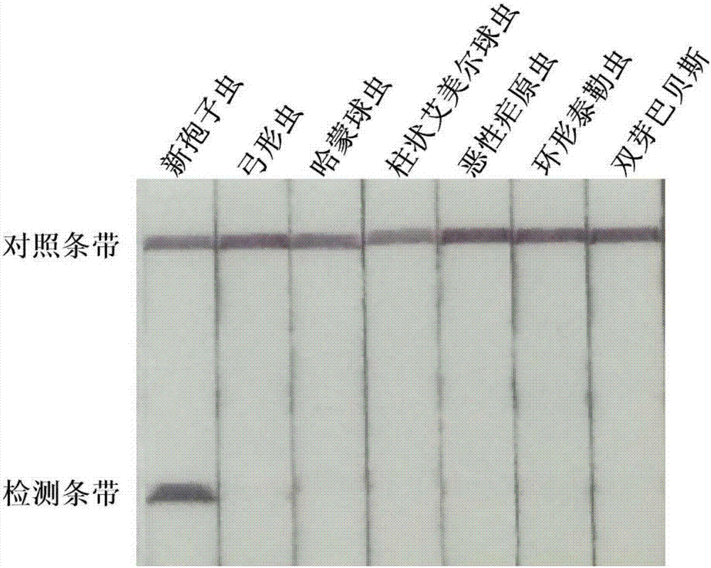 奶牛流產(chǎn)胎兒中新孢子蟲核酸的快速檢測方法及試劑盒與流程