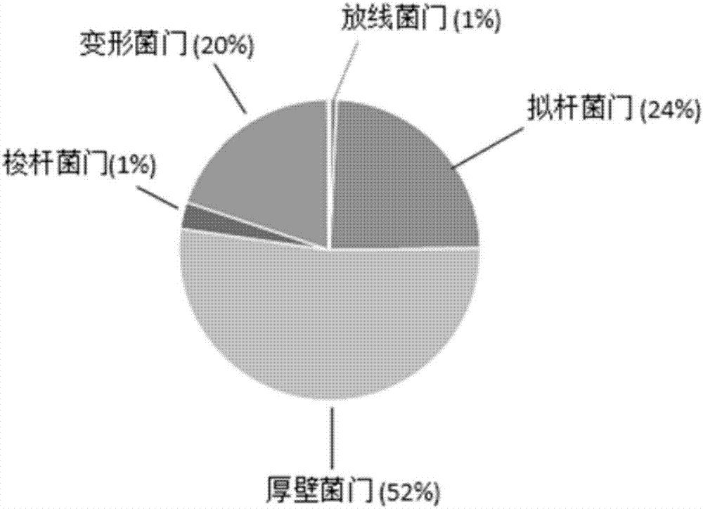 磁珠法与测序相结合筛选并鉴定表面含特定抗原肠道菌的方法与流程