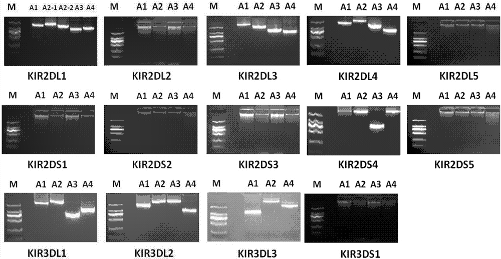 14个功能性杀伤细胞免疫球蛋白样受体KIRs基因同步测序分型的方法与流程