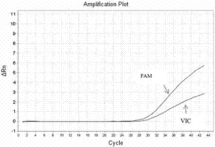 进行ADD1基因rs4961位点多态性的分型检测方法与流程