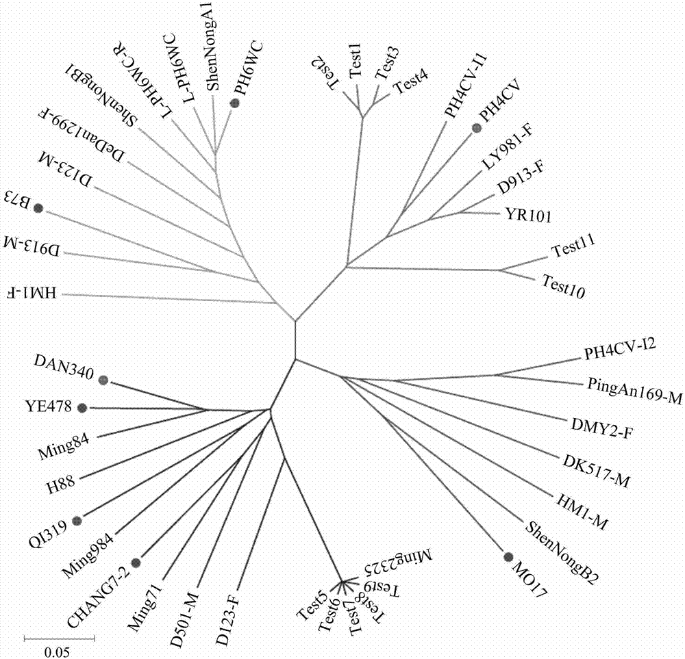 一種劃分玉米優(yōu)勢(shì)群體的SNP分子標(biāo)記及其應(yīng)用的制造方法與工藝