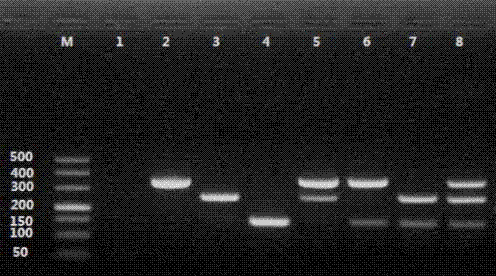 一種牛副流感3型病毒3種基因型多重RT?PCR檢測方法與流程