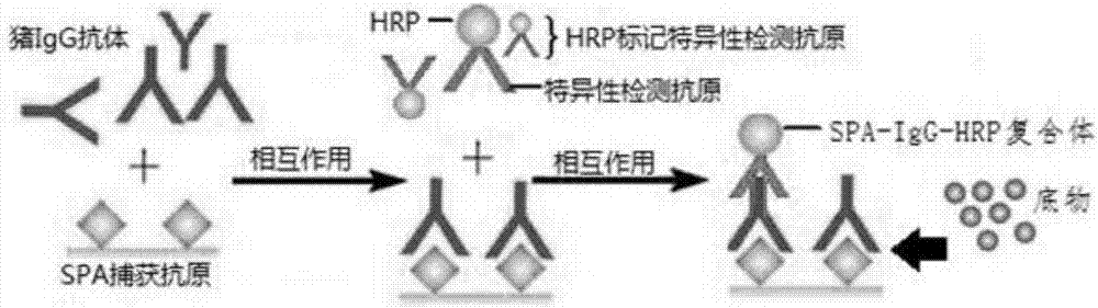 一種豬病毒性傳染病血清IgG抗體多重ELISA檢測(cè)試劑盒及其檢測(cè)方法與流程