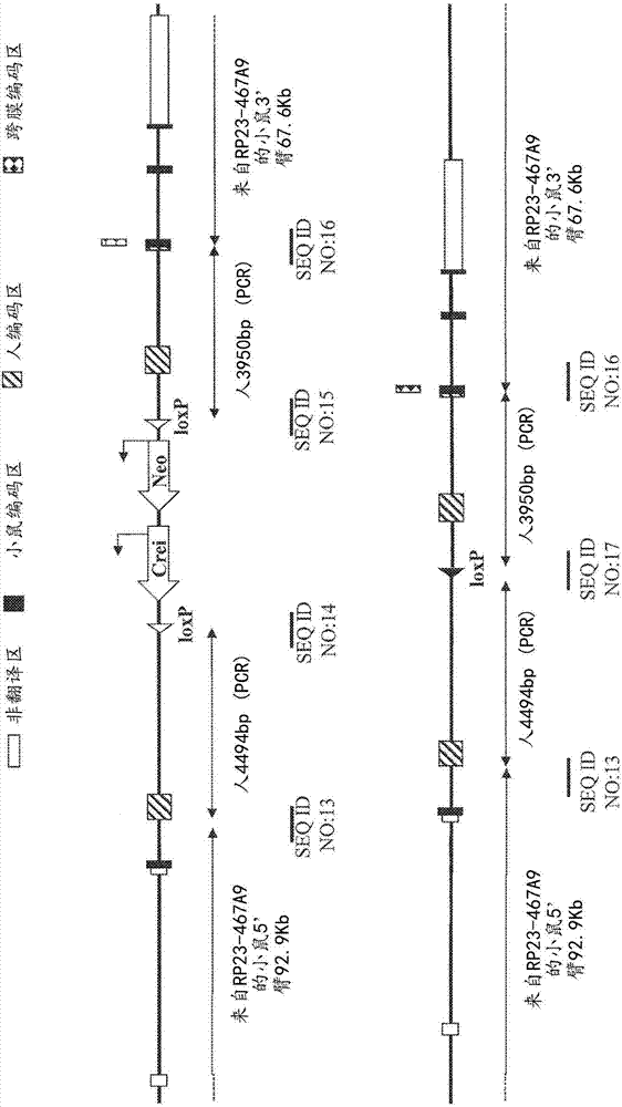 具有人源化分化簇274基因的非人動物的制造方法與工藝