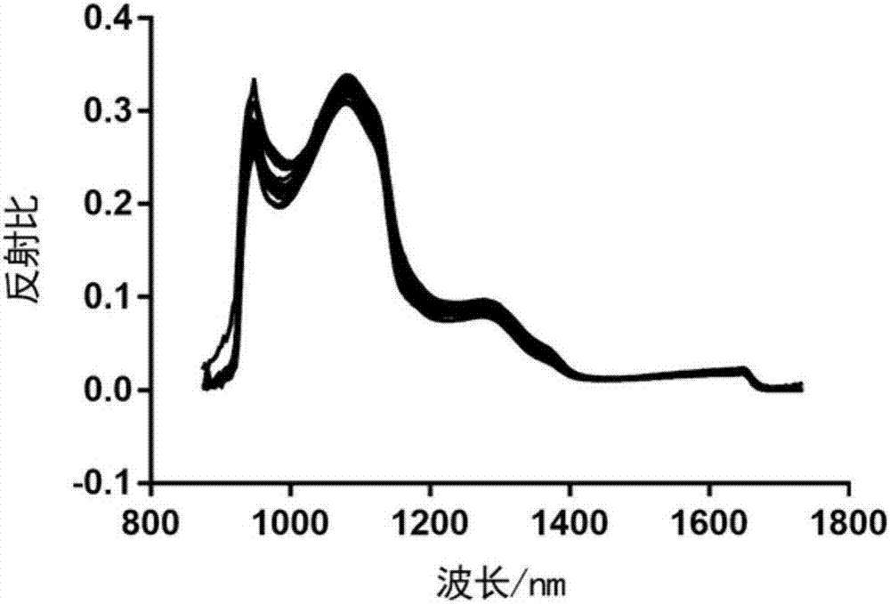 基于近红外高光谱技术无损检测杨梅中多酚含量的方法与流程