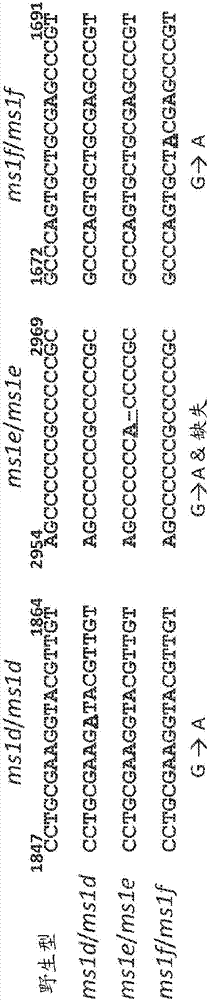 小麥Ms1多核苷酸、多肽以及使用方法與流程