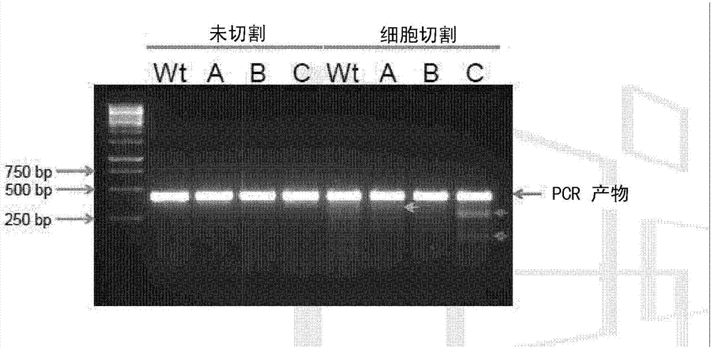 消除種系細(xì)胞的NANOS敲除的制造方法與工藝