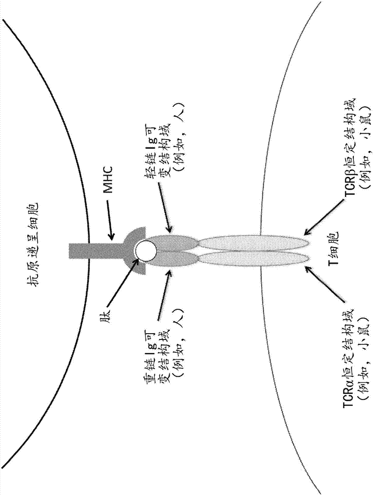 嵌合抗原受體的制造方法與工藝