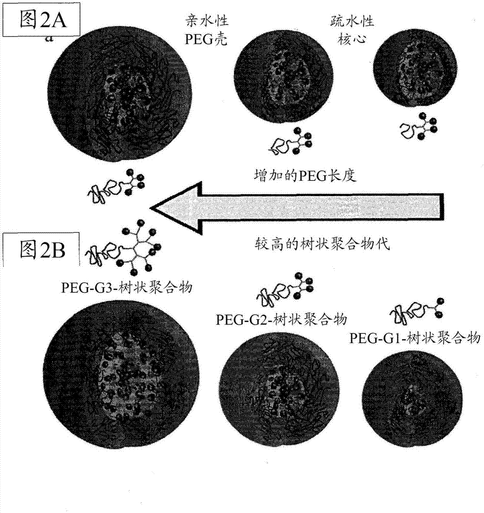 基于酶响应性或pH响应性的两亲性PEG‑树枝化基元杂化物的农用化学品递送系统的制造方法与工艺