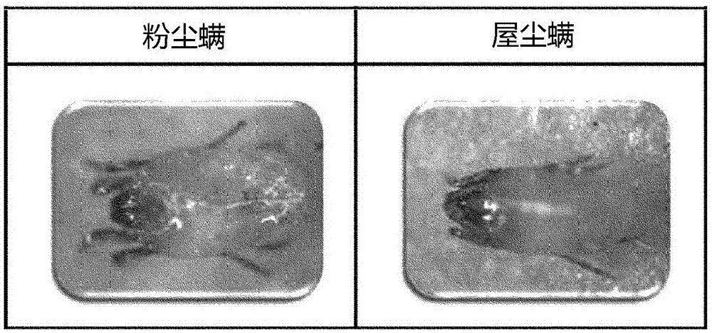 用于螨蟲的天然殺螨劑、用于螨蟲的識別標記及其制備方法與流程