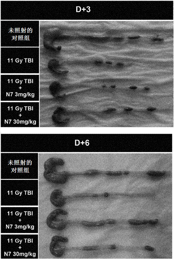 含有NecroX作為有效成分的用于預(yù)防或治療粘膜炎的組合物的制造方法與工藝