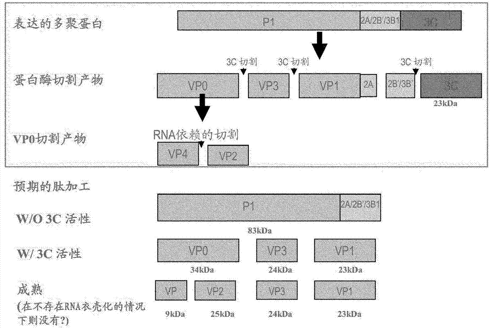 FMDV重組疫苗及其用途的制造方法與工藝