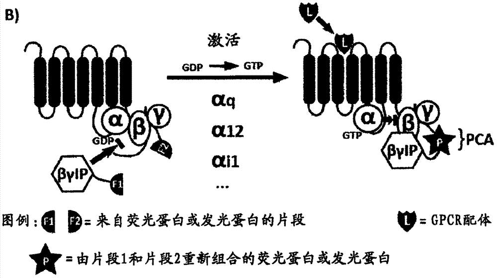 基于Gβγ互作蛋白监测G蛋白激活的生物传感器的制造方法与工艺