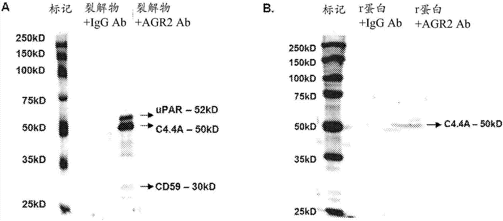 针对AGR2和其受体C4.4A的阻断性单克隆抗体的制造方法与工艺