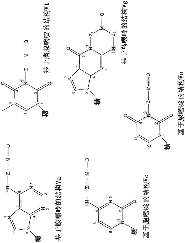 用于核酸合成的修飾的核苷酸、含此類核苷酸的試劑盒及其用于生產(chǎn)合成的核酸序列或基因的用途的制造方法與工藝